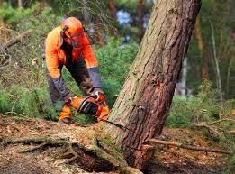 Best Leaf Removal  in Needles, CA